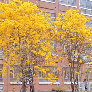 黄片一级片毛片
